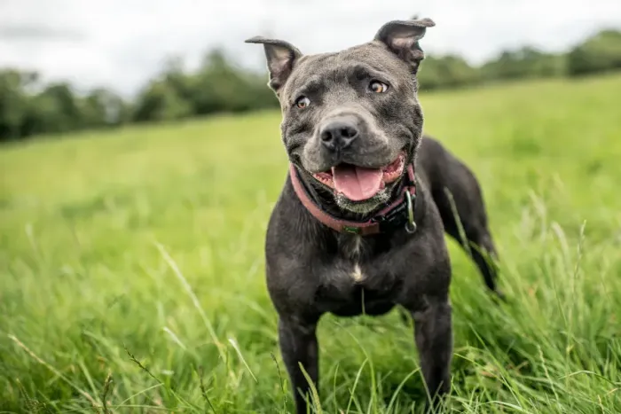 Framed Print : Staffordshire Bull Terrier standing in a green field, United Kingdom, Europe