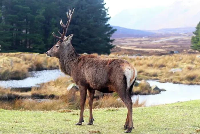 Framed Print : Stag, Rannoch Moor, Highland, Scotland, United Kingdom