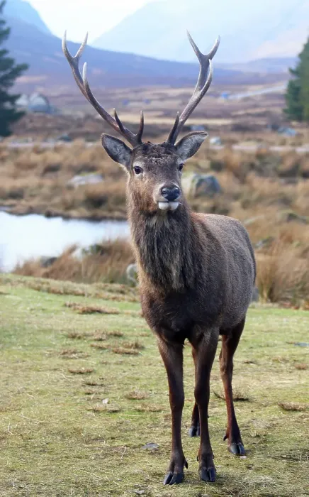 Framed Print : Stag, Rannoch Moor, Highland, Scotland, United Kingdom Framed Print : Stag, Rannoch Moor, Highland, Scotland, United Kingdom