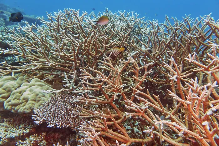 Framed Print : Staghorn scleractinic hard corals (Acropora species), on a coral reef in Gaafu Dhaalu atoll, Maldives Framed Print : Staghorn scleractinic hard corals (Acropora species), on a coral reef in Gaafu Dhaalu atoll, Maldives
