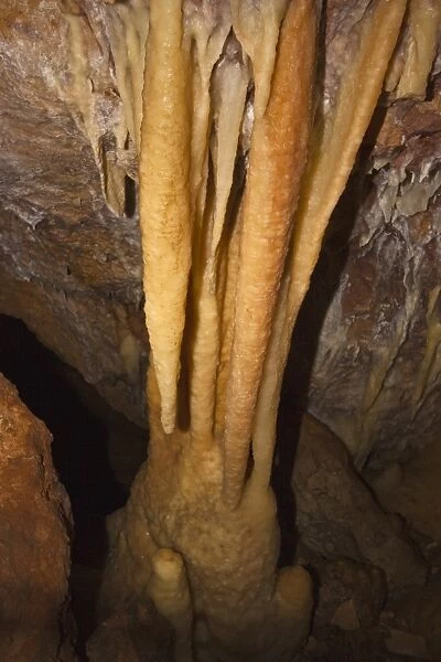 Stalactites creating a column with stalagmite below at Ngilgi Cave, a limestone Karst cave system near Yallingup in the South West, Augusta-Margaret River Shire, Western Australia