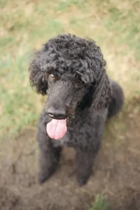 Framed Print : Standard poodle Framed Print : Standard poodle