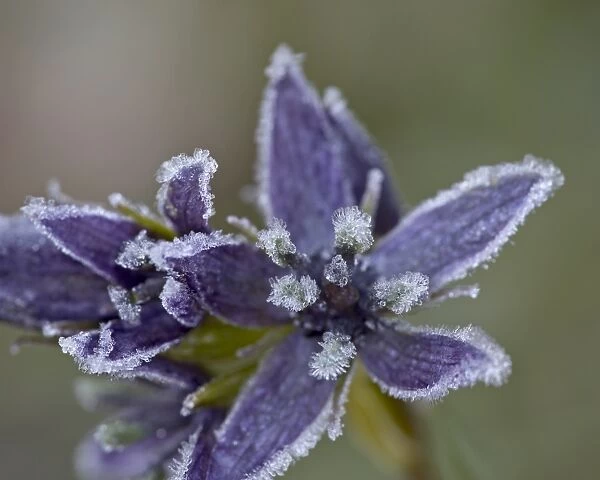 Star Gentian (Felwort) (Swertia perennis) with frost, Colorado State Forest State Park