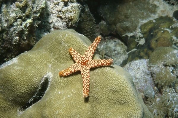 Starfish (Fromia monkis), Egypt, Red Sea, North Africa, Africa