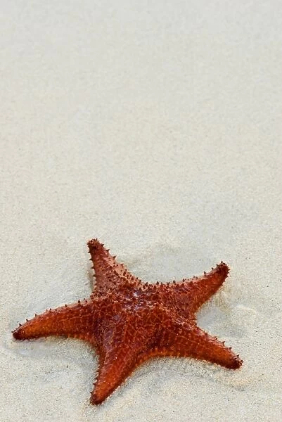 Starfish against a plain white background