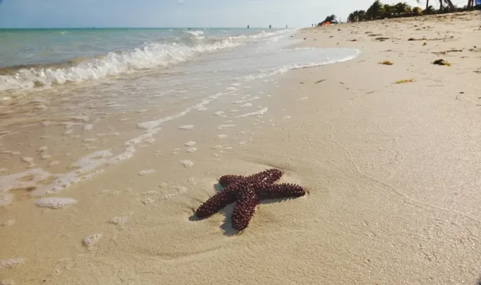 Framed Print : A starfish along the shore of Long Bay beach, Providenciales, Turks and Caicos, in the Caribbean Framed Print : A starfish along the shore of Long Bay beach, Providenciales, Turks and Caicos, in the Caribbean