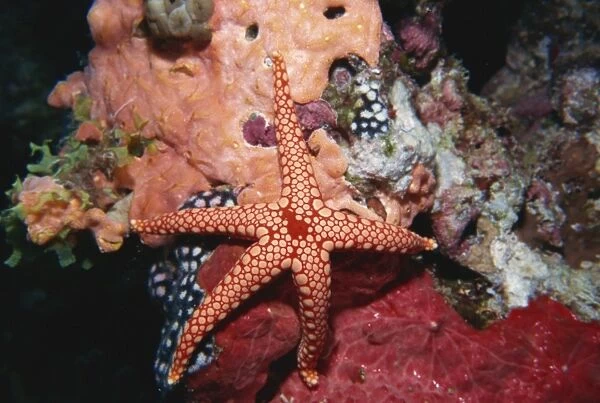 Starfish and soft corals, Hurgada, Red Sea, Egypt, North Africa, Africa