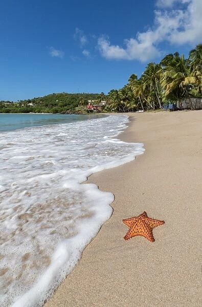 A starfish transported by waves lying motionless on Carlisle Bay, a thin line of