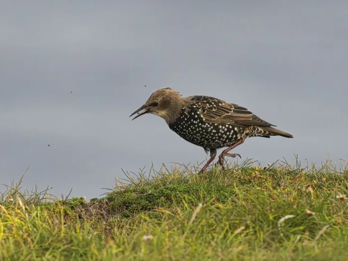 Framed Print : Starling, County Clare, Munster, Republic of Ireland, Europe Framed Print : Starling, County Clare, Munster, Republic of Ireland, Europe