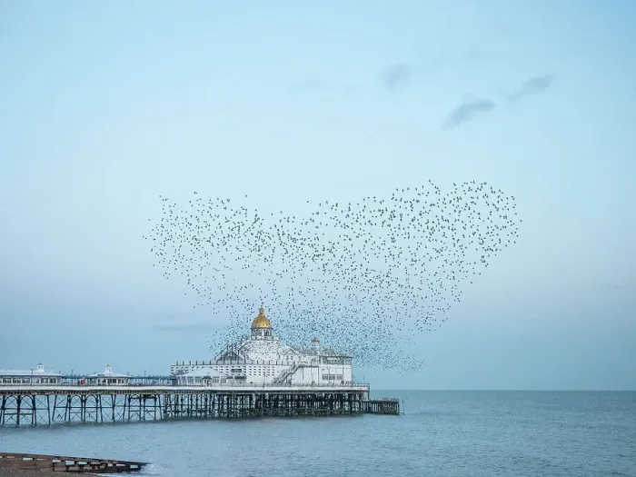 Framed Print : Starling murmuration, The Pier, Eastbourne, East Sussex, England, United Kingdom, Europe Framed Print : Starling murmuration, The Pier, Eastbourne, East Sussex, England, United Kingdom, Europe