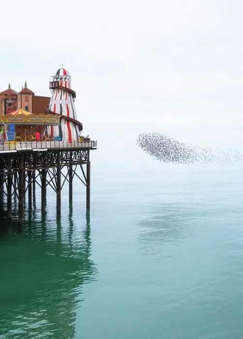 Framed Print : Starling murmuration at sunset next to the Brighton Palace Pier, City of Brighton and Hove, East Sussex, England, United Kingdom Framed Print : Starling murmuration at sunset next to the Brighton Palace Pier, City of Brighton and Hove, East Sussex, England, United Kingdom