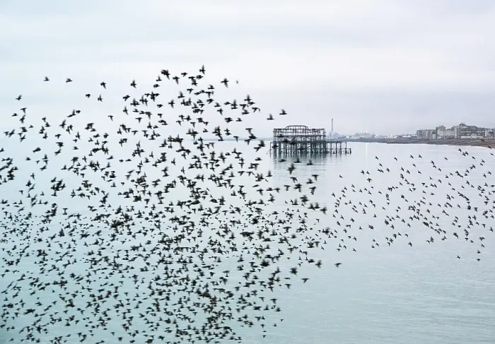 Framed Print : Starling murmuration at sunset with the remains of the West Pier in the background, Brighton and Hove, East Sussex, England, United Kingdom Framed Print : Starling murmuration at sunset with the remains of the West Pier in the background, Brighton and Hove, East Sussex, England, United Kingdom