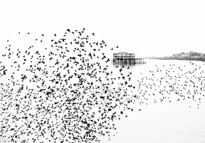 Framed Print : Starling murmuration at sunset with remains of the West Pier in the background, City of Brighton and Hove, East Sussex, England, United Kingdom Framed Print : Starling murmuration at sunset with remains of the West Pier in the background, City of Brighton and Hove, East Sussex, England, United Kingdom