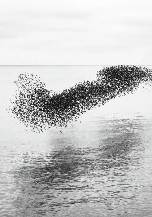 Framed Print : Starling murmuration at sunset, as seen from the Brighton Beach, City of Brighton and Hove, East Sussex, England, United Kingdom