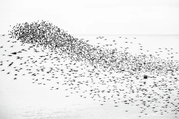 Framed Print : Starling murmuration at sunset, as seen from the Brighton Beach, City of Brighton and Hove, East Sussex, England, United Kingdom Framed Print : Starling murmuration at sunset, as seen from the Brighton Beach, City of Brighton and Hove, East Sussex, England, United Kingdom
