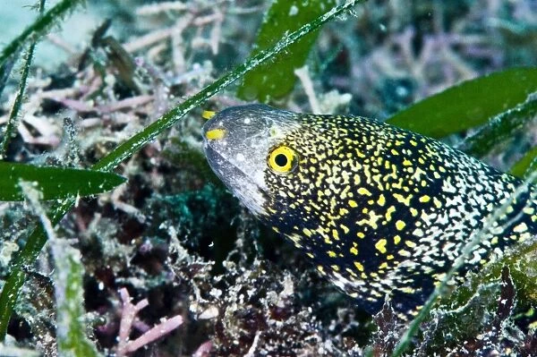 Starry moray eel (Echidna nebulosa), grows to 50cm, Philippines, Southeast Asia, Asia