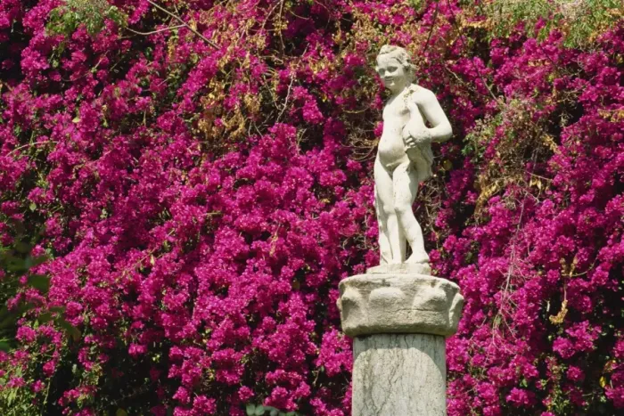 Framed Print : Statue and bougainvillea in the gardens Framed Print : Statue and bougainvillea in the gardens