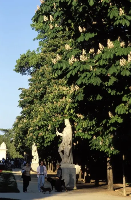 Framed Print : Statue and chestnut trees in the park Framed Print : Statue and chestnut trees in the park
