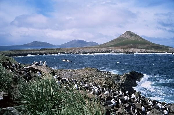 Steeple Jason island and nesting black-browed albatross, Falkland Islands, South America