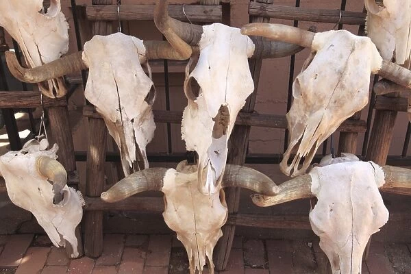 Steer skulls for sale, Santa Fe, New Mexico, United States of America, North America