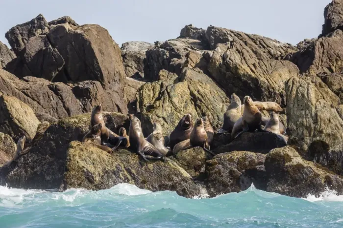 Framed Print : Steller sea lion (Eumetopias jubatus), haul out ons Gang Gwaay Llanagaay, Anthony Island Framed Print : Steller sea lion (Eumetopias jubatus), haul out ons Gang Gwaay Llanagaay, Anthony Island