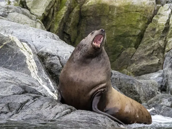 Framed Print : Steller sea lion (Eumetopias jubatus), hauled out on South Marble Island