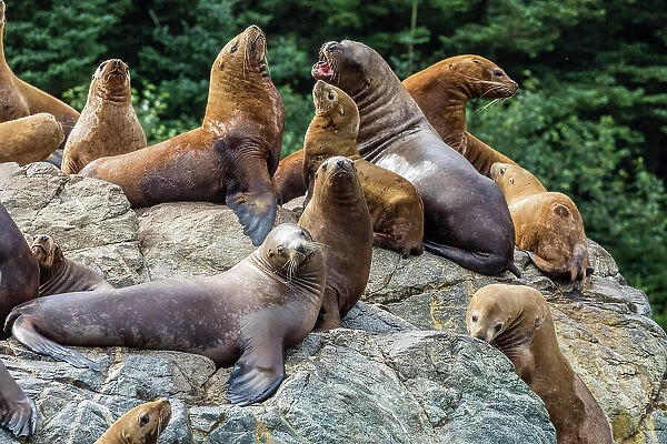 Steller sea lions (Eumetopias jubatus), hauled out on the rocks in the Inian Islands in southeast Alaska, United States of America, North America