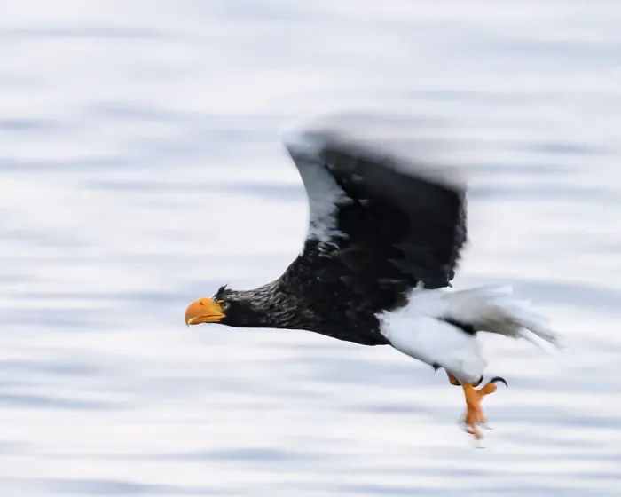 Framed Print : Stellers Sea Eagle (Haliaeetus pelagious), Rausu, Hokkaido, Japan, Asia Framed Print : Stellers Sea Eagle (Haliaeetus pelagious), Rausu, Hokkaido, Japan, Asia