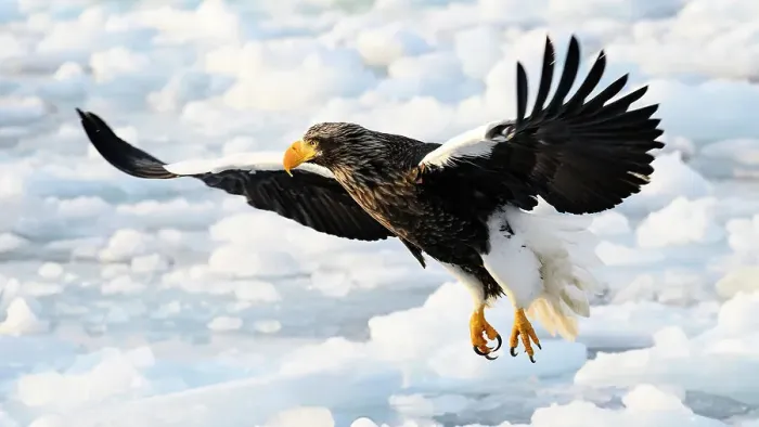 Framed Print : Stellers Sea Eagle (Haliaeetus pelagious), Rausu, Hokkaido, Japan, Asia Framed Print : Stellers Sea Eagle (Haliaeetus pelagious), Rausu, Hokkaido, Japan, Asia