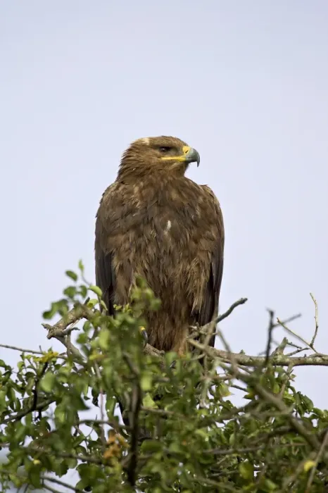 Framed Print : Steppe eagle (Aquila nipalensis), Serengeti National Park, Tanzania, East Africa, Africa Framed Print : Steppe eagle (Aquila nipalensis), Serengeti National Park, Tanzania, East Africa, Africa
