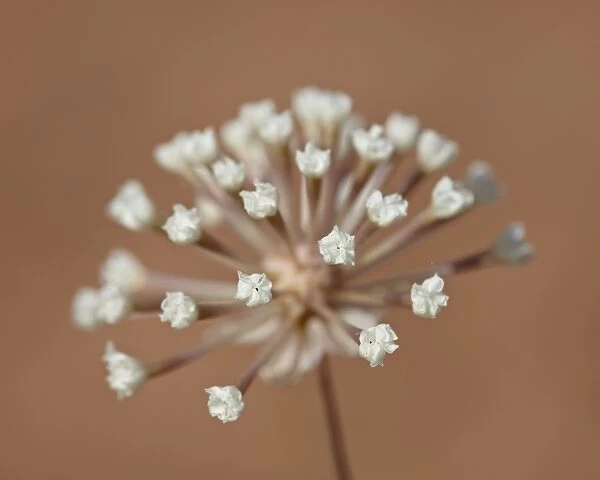 Stevia dusty-maiden (Chaenactis stevioides) starting to bloom, Arches National Park