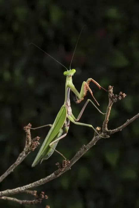 Framed Print : Stick Mantis (Mantodea), captive, Zambia, Africa