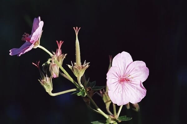Sticky geranium (Geranium viscosissimum)