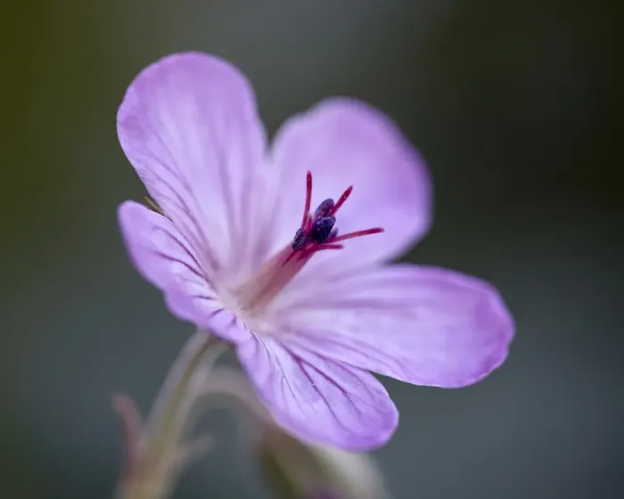 Framed Print : Sticky geranium (Geranium viscosissimum), Glacier National Park, Montana