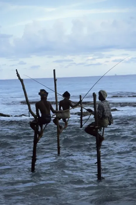Framed Print : Stilt fishermen fishing from their poles between Unawatuna Framed Print : Stilt fishermen fishing from their poles between Unawatuna