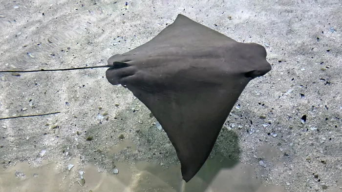 Framed Print : Sting Ray, Tampa Aquarium, United States of America Framed Print : Sting Ray, Tampa Aquarium, United States of America