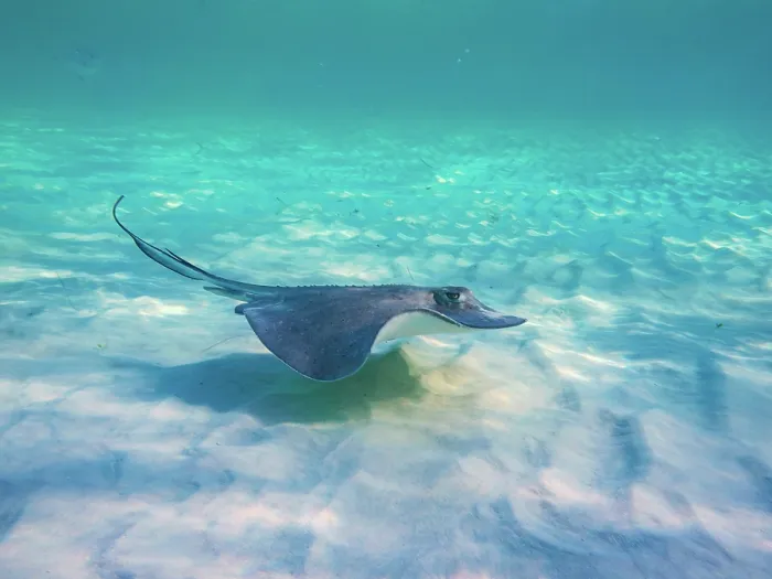 Framed Print : Stingray seen during Palancar Gardens, El Cielito and Colombia Deep Reef Snorkelling Tour, Cozumel Island, Quintana Roo State, Mexico Framed Print : Stingray seen during Palancar Gardens, El Cielito and Colombia Deep Reef Snorkelling Tour, Cozumel Island, Quintana Roo State, Mexico