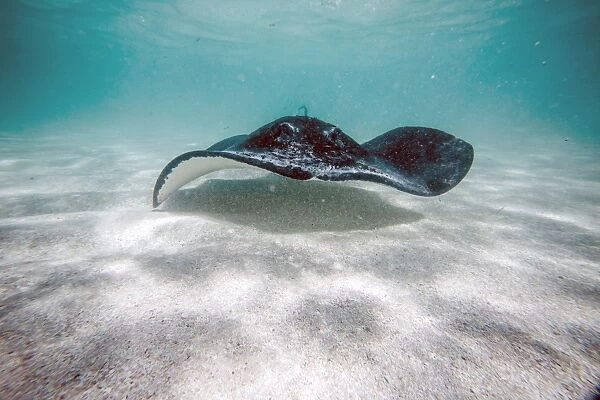 Stingray swim in the bay of Stingray City an authentic sanctuary for marine species