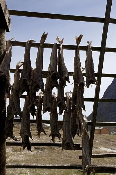 Stockfish, dried cod, hanging on wooden racks (flakes) (hjell) on the seashore