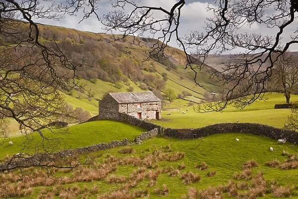 Stone barn in the Swaledale area of the Yorkshire Dales National Park, Yorkshire, England, United Kingdom, Europe