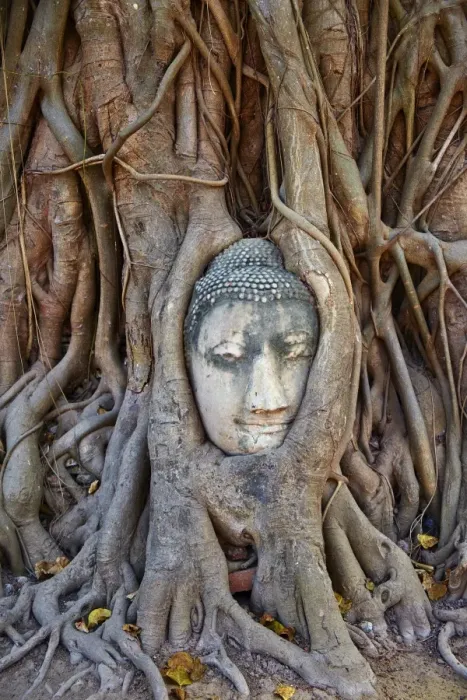 Framed Print : Stone Buddha head entwined in the roots of a fig tree, Wat Mahatat, Ayutthaya Historical Park, UNESCO World Heritage Site, Ayutthaya, Thailand, Southeast Asia, Asia cuvres used to bring out red in top of roots and blue at bottom of roots, increased contrast Framed Print : Stone Buddha head entwined in the roots of a fig tree, Wat Mahatat, Ayutthaya Historical Park, UNESCO World Heritage Site, Ayutthaya, Thailand, Southeast Asia, Asia cuvres used to bring out red in top of roots and blue at bottom of roots, increased contrast