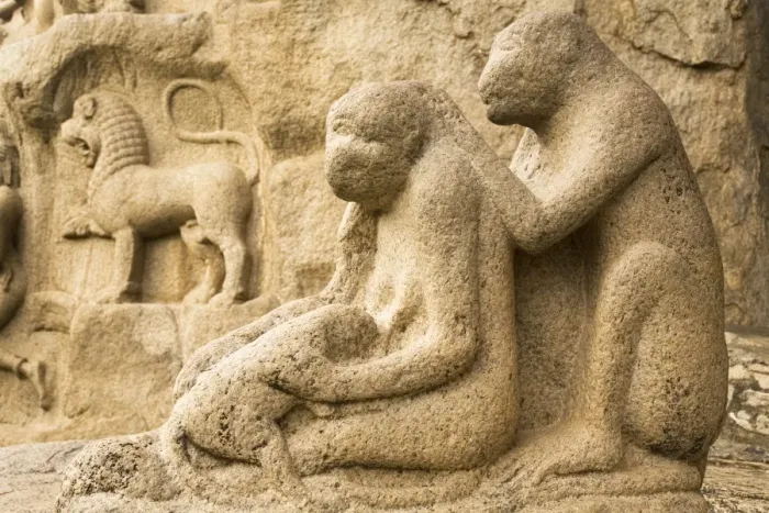 Framed Print : A stone sculpture depicts a group of monkeys grooming close to Arjunas Penance within the ancient site of Mahabalipuram (Mamallapuram), UNESCO World Heritage Site, Tamil Nadu Framed Print : A stone sculpture depicts a group of monkeys grooming close to Arjunas Penance within the ancient site of Mahabalipuram (Mamallapuram), UNESCO World Heritage Site, Tamil Nadu