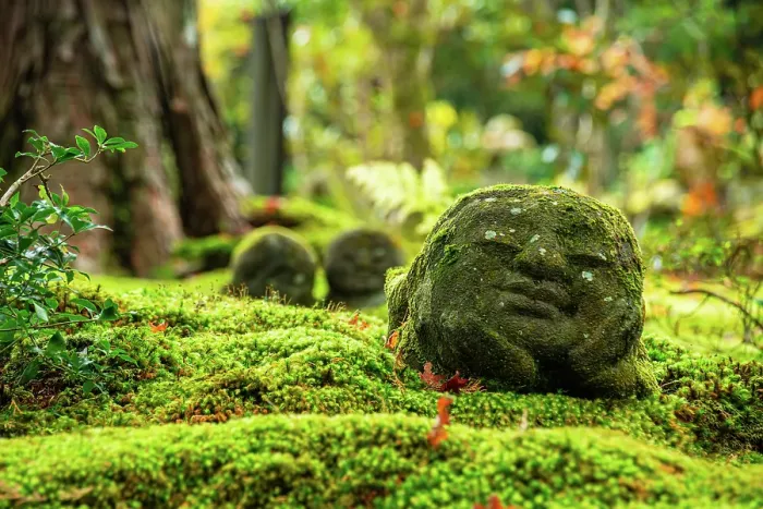 Framed Print : Stone statue in lush forest garden, surrounded by ferns and foliage near Sanzen-in Temple, Ohara, Kyoto, Honshu, Japan Framed Print : Stone statue in lush forest garden, surrounded by ferns and foliage near Sanzen-in Temple, Ohara, Kyoto, Honshu, Japan