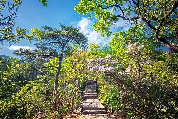 Stone steps leading into the lush natural environment with trees and blossoms of Tian Mu Shan