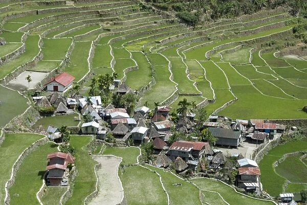 Stone-walled rice terraces of Ifugao culture at Batad village, part of Banaue area