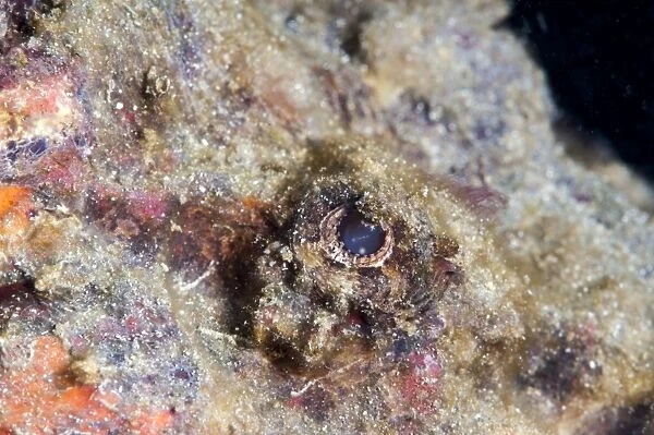 Stonefish eye, Sulawesi, Indonesia, Southeast Asia, Asia