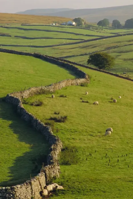 Framed Print : Stonewalls and sheep, near Ribblehead, Yorkshire, England, UK, Europe Framed Print : Stonewalls and sheep, near Ribblehead, Yorkshire, England, UK, Europe