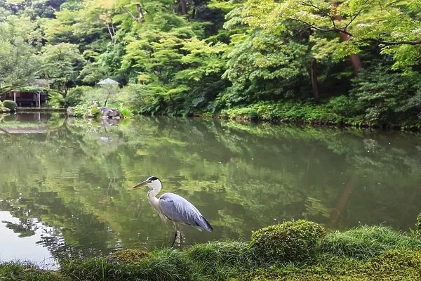 Stork at Hisagoike Pond in summer, Kenrokuen, one of Japans three most beautiful landscape gardens