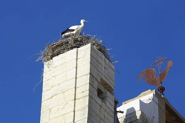 Stork sitting on nest on the top of Faro Cathedral