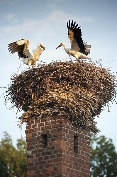 Storks on top of chimney in town of Lenzen, Brandenburg, Germany, Europe